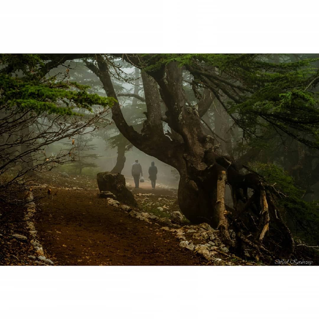  lebanon  cedar  trees  landscape  mist  reserve  path  tree  nature ... (Arz el Bâroûk)