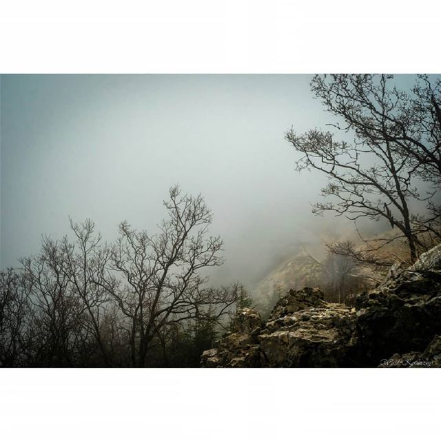  lebanon  cedar  trees  landscape  mist  reserve  woods  tree  nature ... (Arz el Bâroûk)