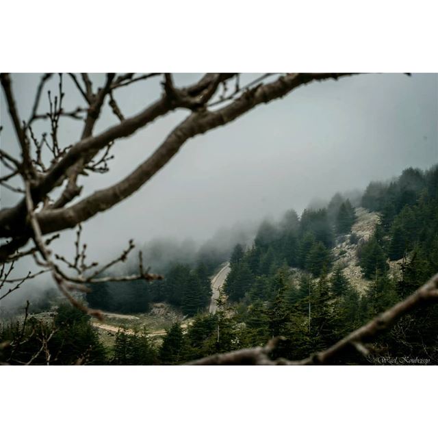  lebanon  cedar  trees  landscape  mist  reserve  woods  tree  nature ... (Arz el Bâroûk)