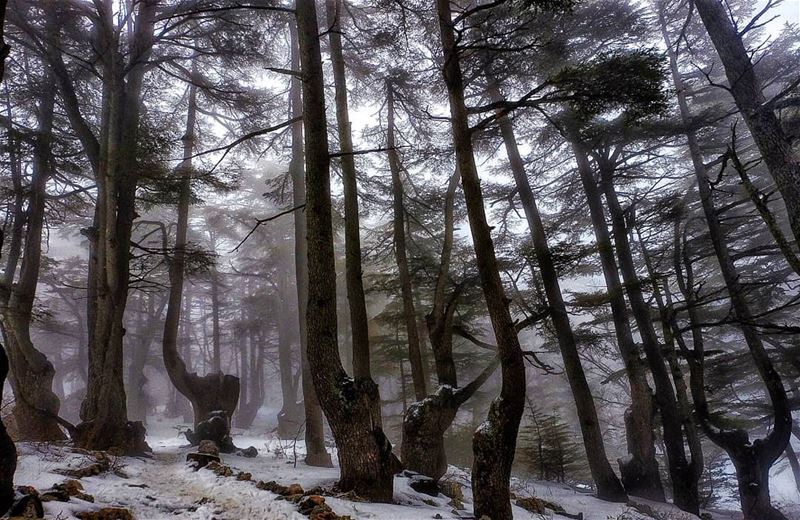  lebanon  cedar  trees  national  reserve  lebanese  pride  instagood ...