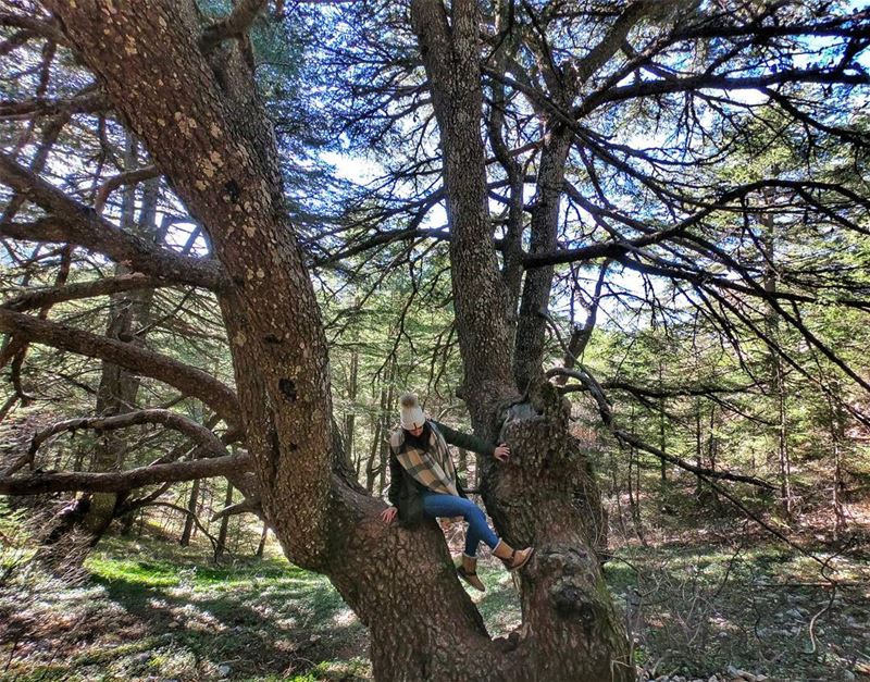 🌲🌲...... lebanon  cedar  trees  reserve  gopro  goproheroblack6 ... (Al Shouf Cedar Nature Reserve)