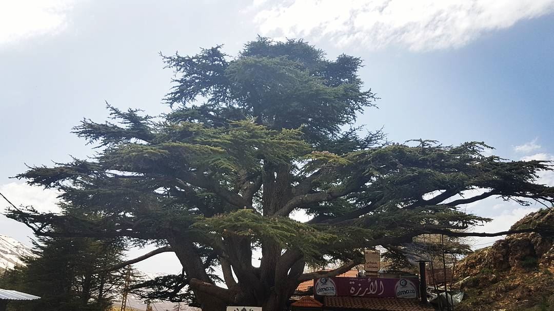  lebanon  Cedars  cedarsforest  cedarsofgod🌲 (Cedars of God)