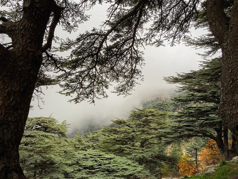  lebanon  cedars  hiking  instagood  wanderlust  travelgram  welltraveled ... (Chouf)