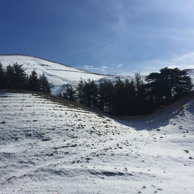  lebanon  cedars  snow  mountains  nature  naturephotography  photographer... (Cedars of God)