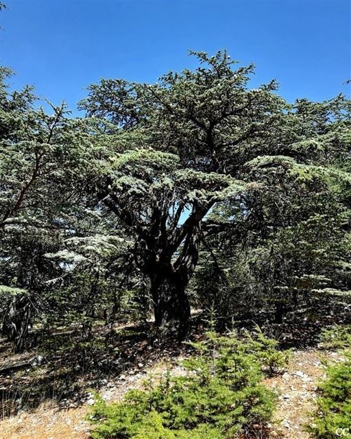  lebanon  cedars  trees  chouf  livelovelebanon  livelovechouf ...