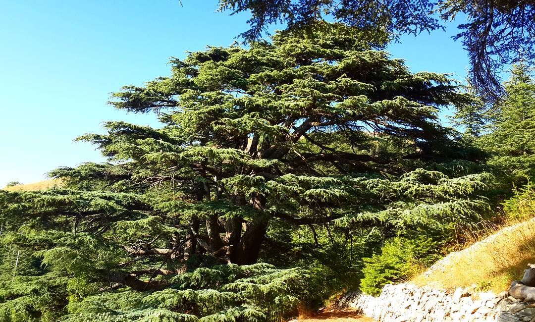 🇱🇧🇱🇧 🙂🙂❤❤  Lebanon  cedartree  oursymbol  symbol  flag  barouk ...