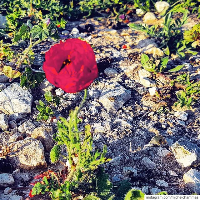  Lebanon  Chekka ... (Chekka)