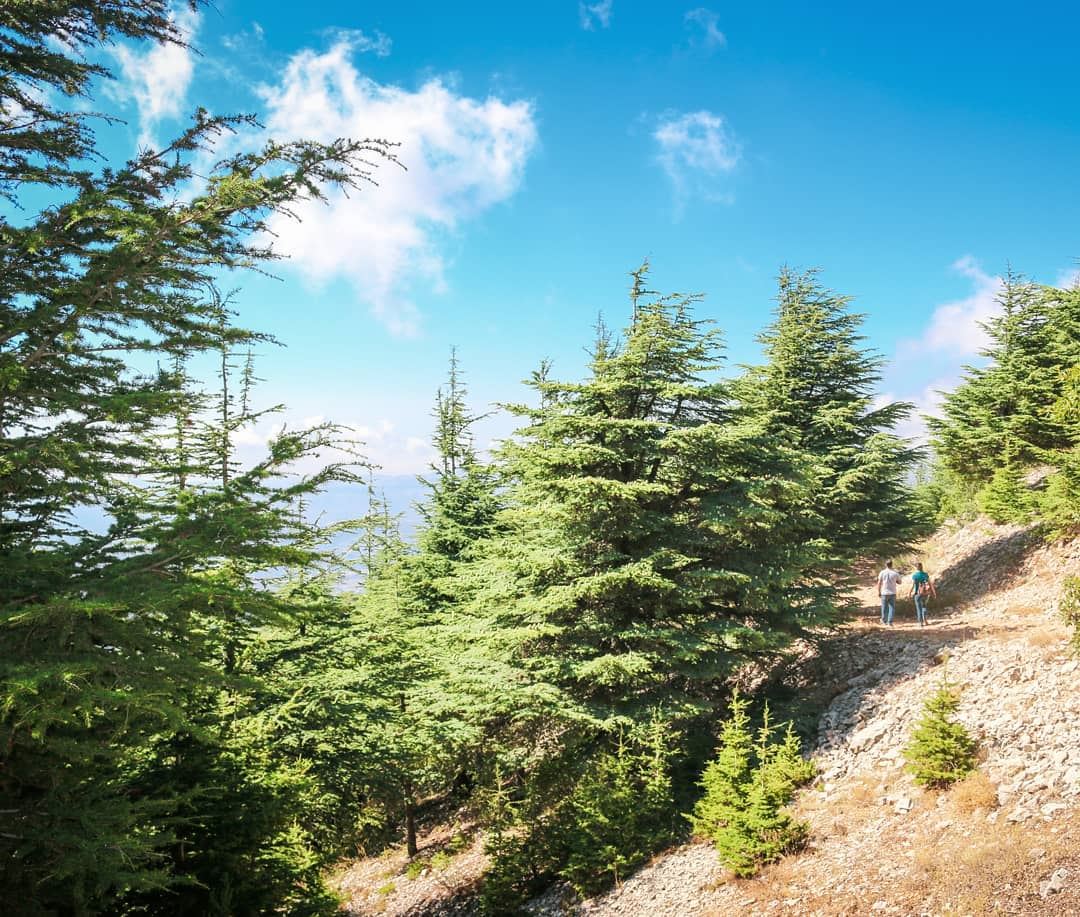  Lebanon  Chouf  Choufreserve  Nature  Mountains  Cedars  LiveLoveBeirut ... (Maaser El Shouf Cedar Reserve محمية ارز معاصر الشوف)