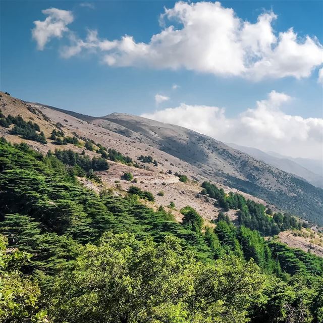  Lebanon  Chouf  Choufreserve  Nature  Mountains  Cedars  LiveLoveBeirut ... (Maaser El Shouf Cedar Reserve محمية ارز معاصر الشوف)