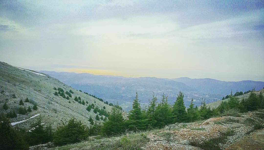  lebanon  chouf  shoufcedarreserve  cedars  nature  naturelover ... (Al Shouf Cedar Nature Reserve)