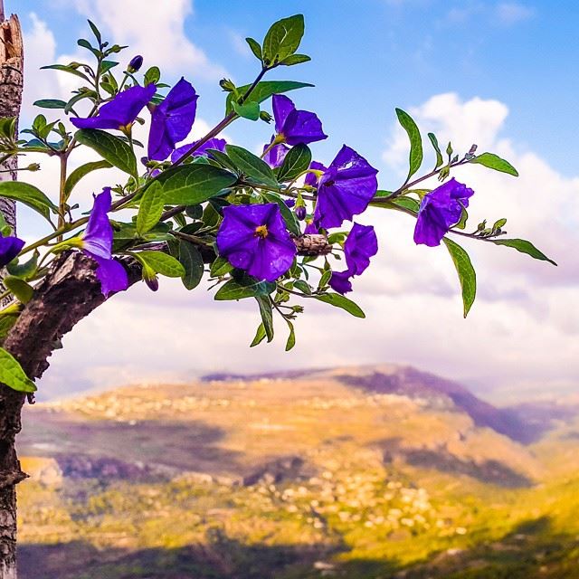  Lebanon  el_chouf  maasserbeiteldine  whatsaplebanon  thelebaneseblog ...