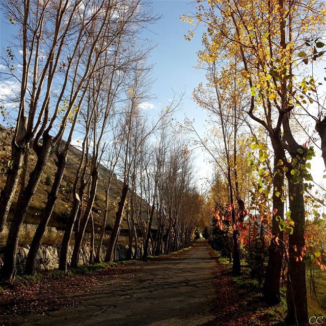  lebanon  fall  season  Laqlouq  colors  beautiful  landscape  scenery ...