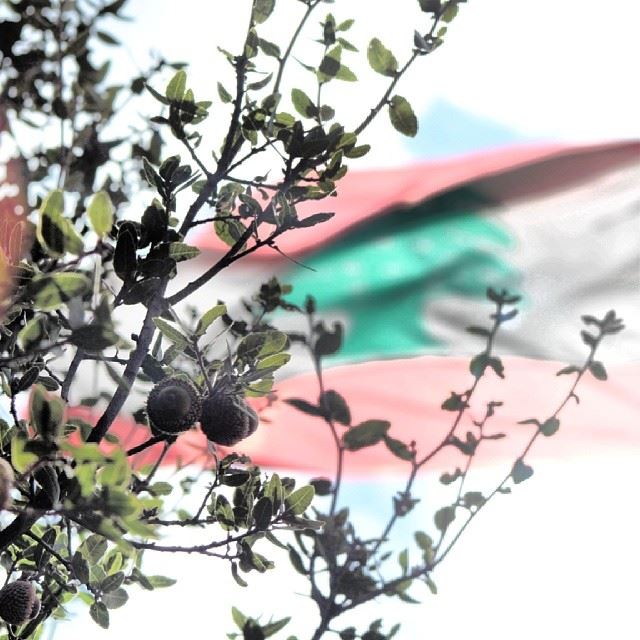  lebanon  flag  lebanese flag  oak  tree  southlebanon  nature ...