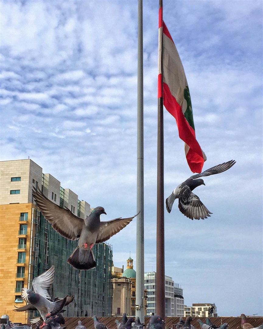  Lebanon  flag  pigeons  streetphotography  streetstyle  buildings  sky ... (Beirut, Lebanon)