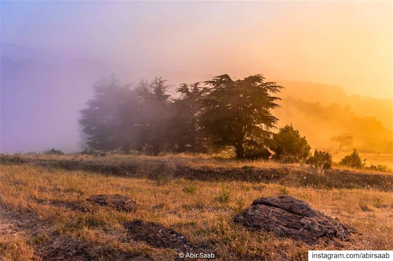  lebanon  fog  nature  cedars  livelovebeirut  ig_lebanon  insta_lebanon ... (Hadath Al Jubbah, Liban-Nord, Lebanon)