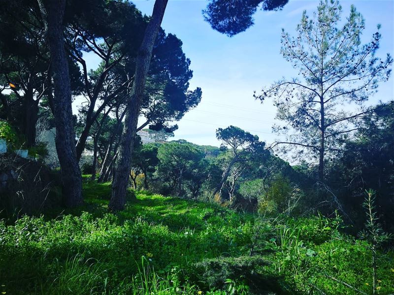 Lebanon 💚 grass  trees  pinetrees  sky  blueskies  green  mountains ... (Aïn Aalaq, Mont-Liban, Lebanon)