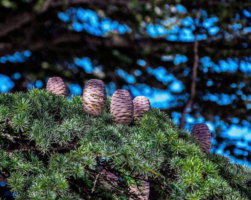  lebanon  hadatheljebbeh  cedarforest  livelovebcharre  bcharre ... (Hadeth El Joubbe, Liban-Nord, Lebanon)