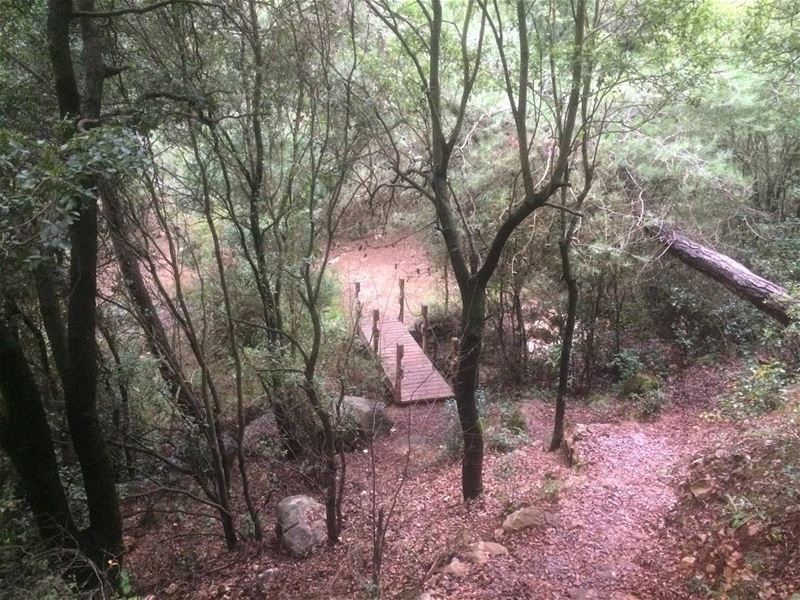  lebanon  hiking  landscape  outdoors  trekking  hike  forest ...