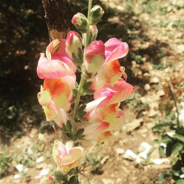  lebanon  home  garden  nature  flower  spring  springcolors  naturelover ... (Ra'S Nhash, Liban-Nord, Lebanon)
