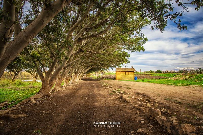 Lebanon is so full of unpredictable beauty ... lebanon  south  life ... (Lebanon)