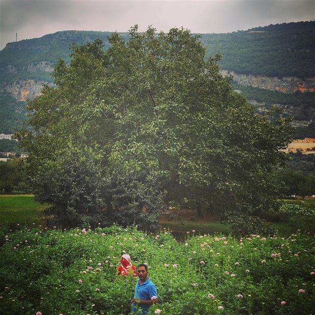  lebanon  kfarhelda  tree  nature  plantation  village  villagelife ... (Kfarhilda, North)