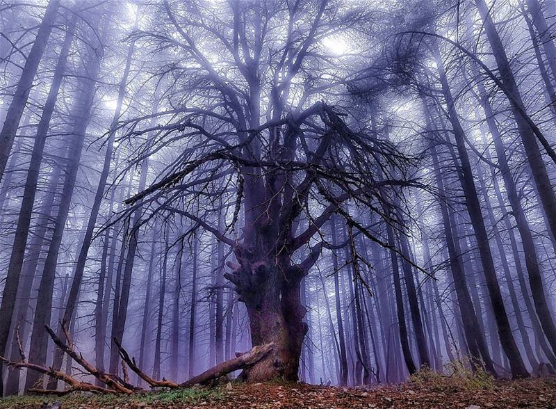  lebanon  lebanese  cedar  tree  livelovechouf  barouk  reserve ...