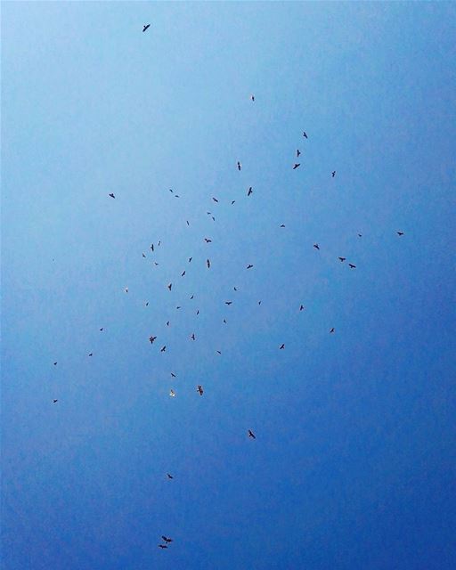  lebanon  lebanese  mountains  mountlebanon  birds  wild  nature  wildlife... (Mount Lebanon Governorate)
