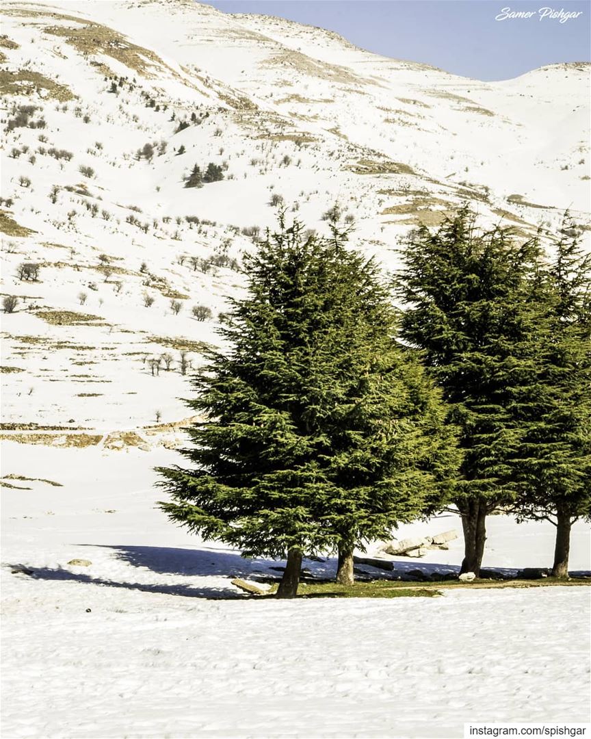 Lebanon... 🌲❄..... Lebanon  Lebanese  snowy  livecolorfully ... (Falougha, Mont-Liban, Lebanon)