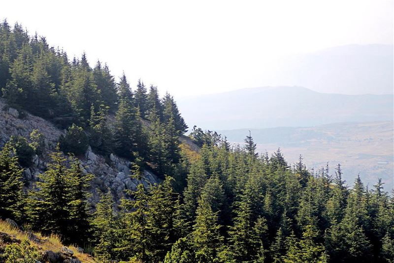 😍 lebanon  lebanon_hdr  ig_lebanon  insta_lebanon  wearelebanon ... (Barouk Cedar Forest)