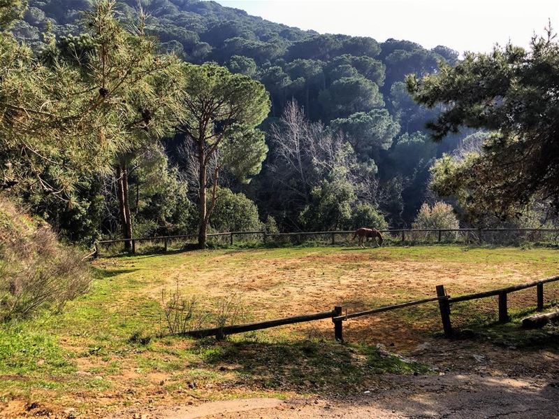 🐎🌲🇱🇧 lebanon  lebanon_hdr  jbeil  picooftheday  photooftheday ... (Daroun Harissa)