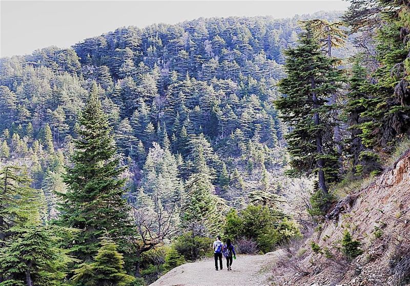 🌲👫🌲.......... lebanon  lebanon_hdr  northlebanon  ehden ... (Horsh Ehden)