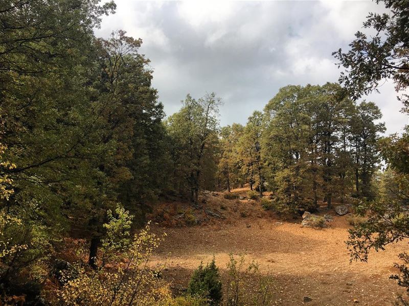 🍁🍂🍁🍂🍁🍂 lebanon  lebanon_hdr  roadtrip  hiking  adventure  nature ... (غابة العزر-القموعة)