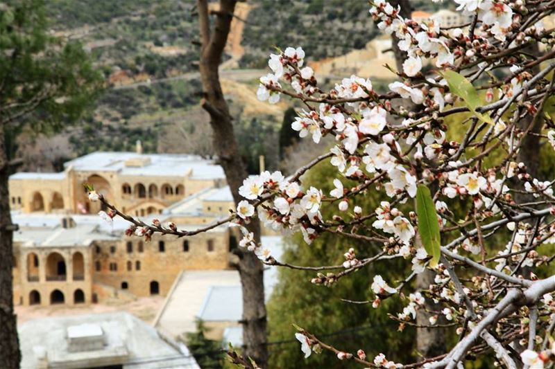  lebanon lebanonspotlights art archi_features tree_magic arcades... (Beit Ed-Deen, Mont-Liban, Lebanon)