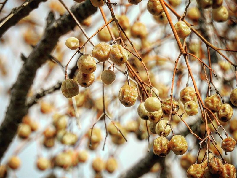  lebanon  livelovelebanon  lebanoninapicture  chouf  trees  tree ...