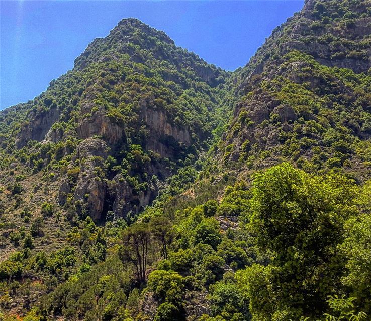 🌲🌳  Lebanon  LiveloveLebanon  mountains  valley  liban  nature  scene ... (Lebanon)