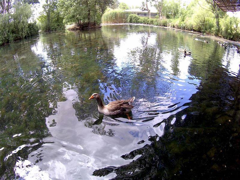  lebanon  livelovelebanon  photography  animal  nature  nature_perfection ... (`Anjar, Béqaa, Lebanon)