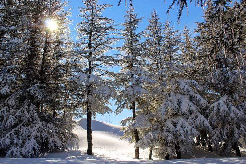  lebanon🇱🇧  love  followback  instagramers  socialenvy  shopstemdesigns ...