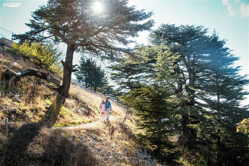  Lebanon  MaaserElChouf  Barouk  Reserve  Cedars 🇱🇧  LiveLoveBeirut ...