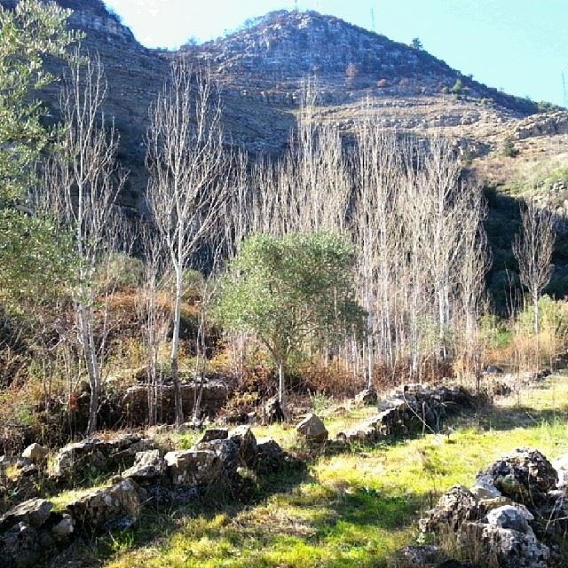  Lebanon maasser trees rocks...