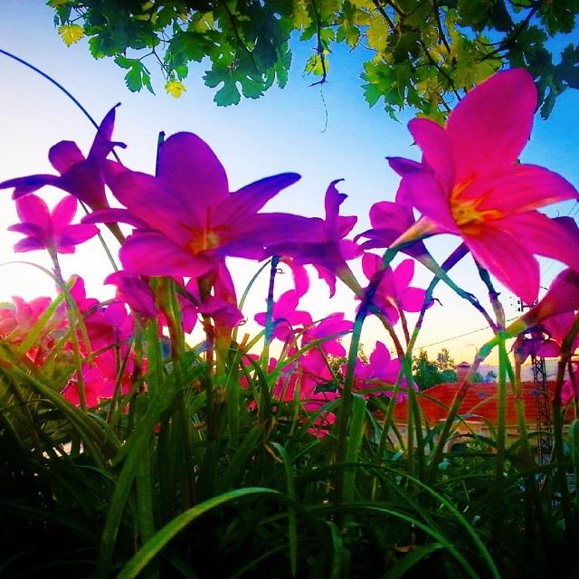  lebanon  maasserbeiteldine  balcony   flowers  field  blooming  blossom ...