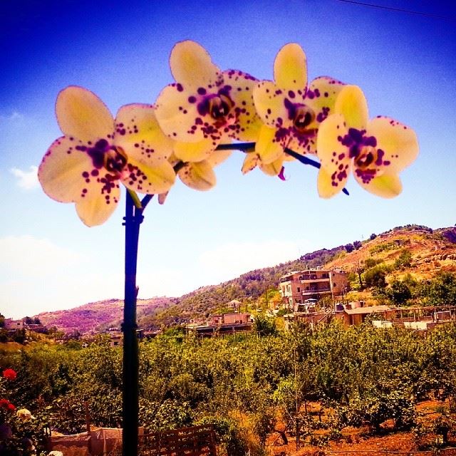  lebanon  maasserbeiteldine  balcony  view  orchid  flower  nature ...