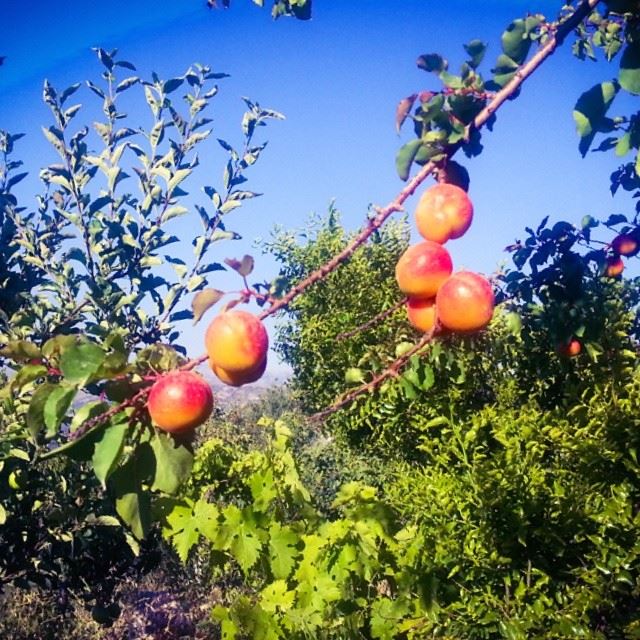  lebanon  maasserbeiteldine  garden  apricot  tree  fruits  lebpic ...