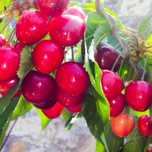  lebanon  maasserbeiteldine  maasser  garden  delucious  cherries  red  ...
