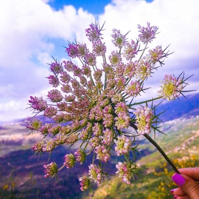  lebanon  maasserbeiteldine  maasser  nature  flower  mountains  quiet ...