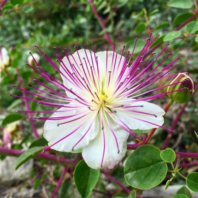 lebanon  maghdouche  flindersrose  caperbush  capparis  capparisspinosa ... (Maghdoûché, Liban-Sud, Lebanon)