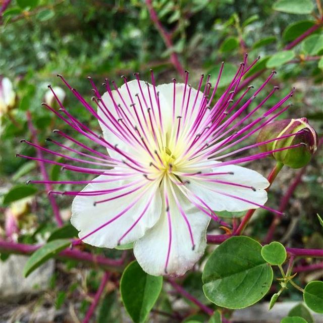 lebanon  maghdouche  flindersrose  caperbush  capparis  capparisspinosa ... (Maghdoûché, Liban-Sud, Lebanon)