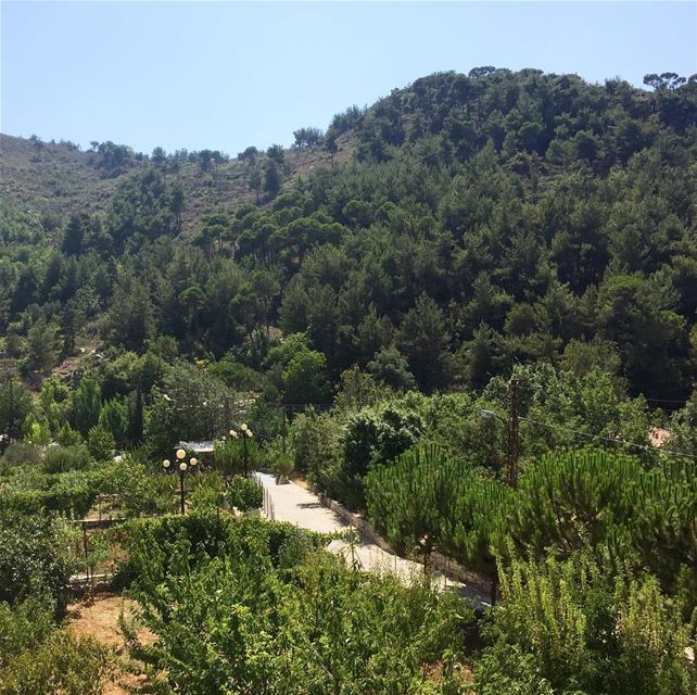  lebanon  mountains  pinetrees  nature  naturephotography  naturelovers ... (Kfarhouna - Jezzine)