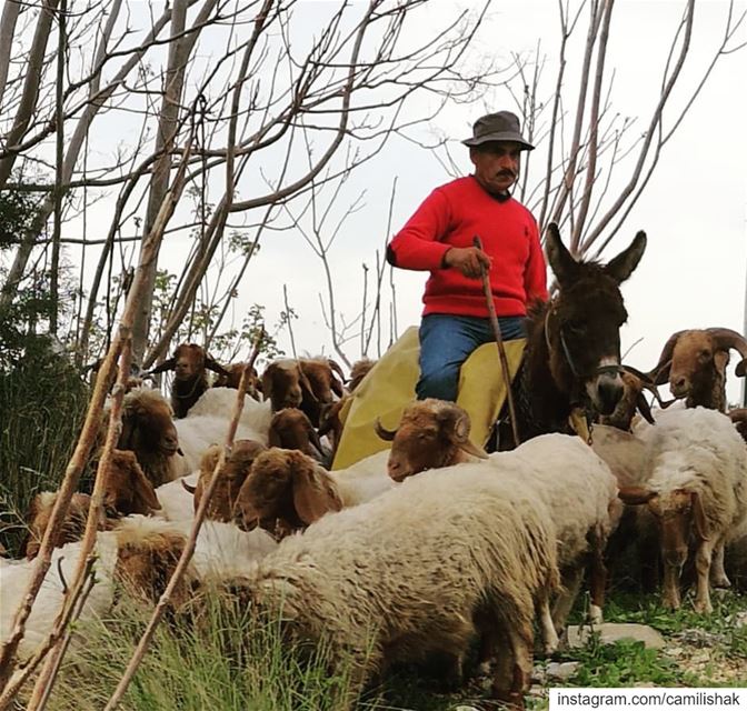  lebanon mountlebanon livelovelebanon  nature donkey lamb mutton sheep... (Chnanhaïr, Mont-Liban, Lebanon)
