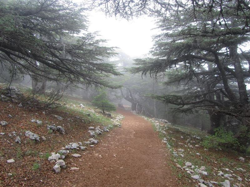  lebanon  nature  landscape  forest  trekking  outdoors  photography ...