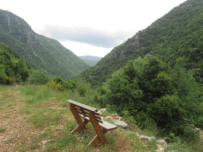  lebanon  nature  landscape  forest  trekking  outdoors  photography ...